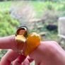 Vintage Cola Colour (Yellow Brown) Glass Chunky Ring Image 10