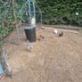 hatching eggs and chicks Image 5