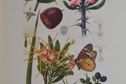 1932 Vintage Botanical Print Apocinacere Marloth