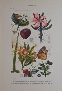 1932 Vintage Botanical Print Apocinacere Marloth