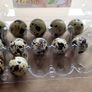 Fertile quail eggs Image 2
