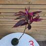 House Plants Image 6