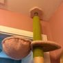Cat Tree Image 4