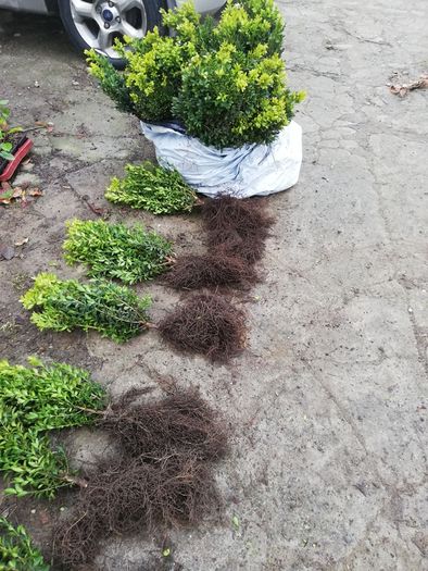Box Hedging