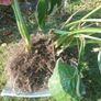 Hosta Image 2