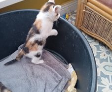 kittens
