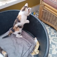 kittens