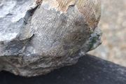 old fossil