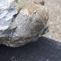 old fossil