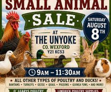 Poultry, Bird and animal sale Aug 8th