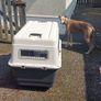 Dog Travel Crate - XL Image 2