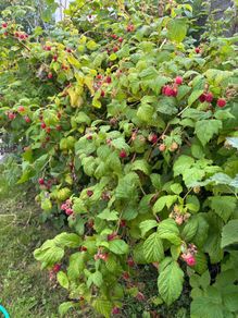 Raspberry plants