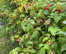 Raspberry plants
