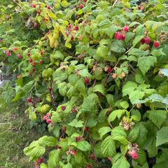 Raspberry plants