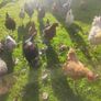 hens Image 2