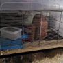 gerbils with cage Image 4
