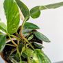 Philodendron White Princess Plant Image 2