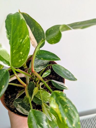 Philodendron White Princess Plant