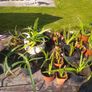 Aloe Vera Air Purifying plants Image 2
