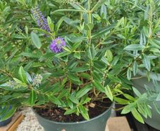 plants