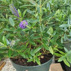 plants