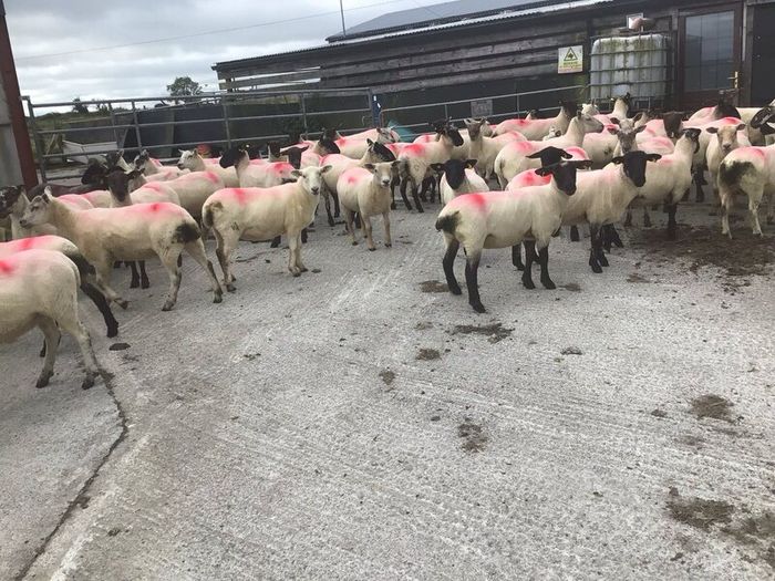 Hogget Ewes for sale, ideal for breeding