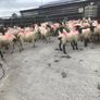 Hogget Ewes for sale, ideal for breeding Image 6