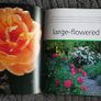 Roses Image 3