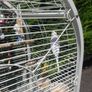 budgie and cage Image 3
