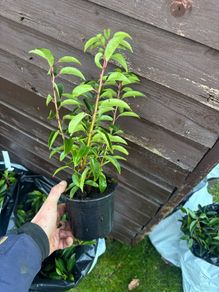 Portuguese Laurel Hedging