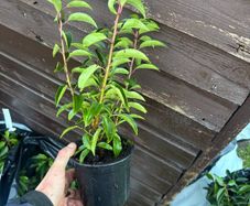 Portuguese Laurel Hedging