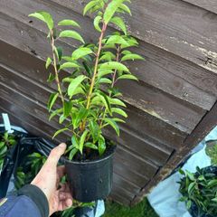 Portuguese Laurel Hedging