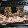 Corn snake perfect health with enclosure Image 5