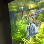 trigon 350l juwel fish tank Image 4