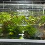 Aquarium Plants Image 2
