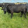 Angus bullocks Image 9