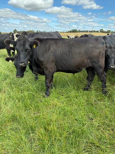 Angus bullocks