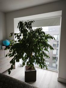 Ficus tree