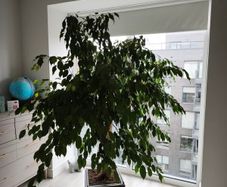 Ficus tree
