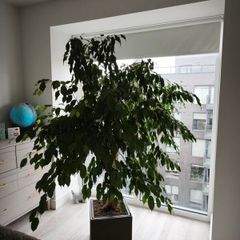 Ficus tree