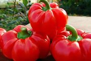 (P) Pepper Topepo Rosso seeds 0.2g (111152)
