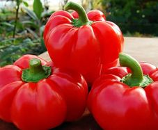 (P) Pepper Topepo Rosso seeds 0.2g (111152)