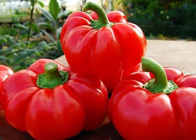(P) Pepper Topepo Rosso seeds 0.2g (111152)