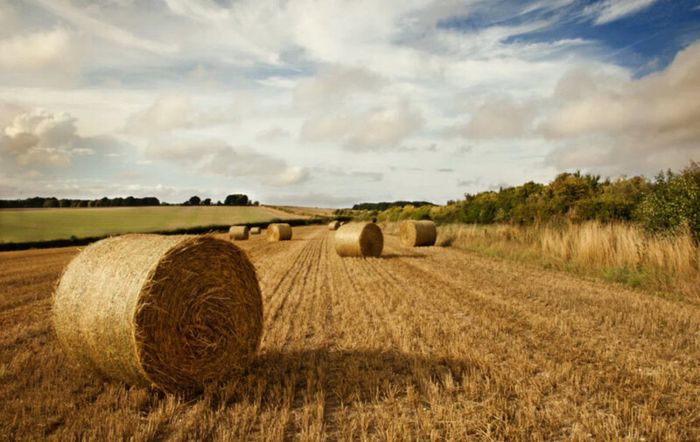 Hay bales