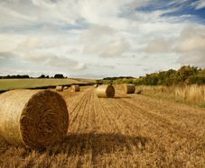 Hay bales