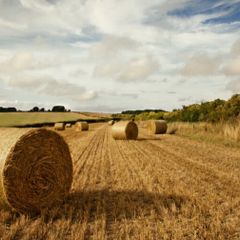 Hay bales