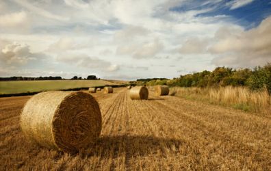 Hay bales
