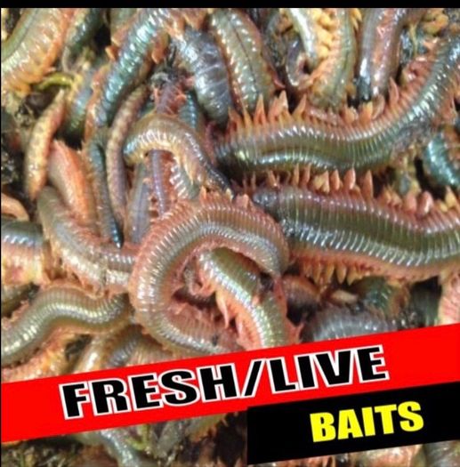 Live & frozen baits