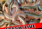 Live & frozen baits