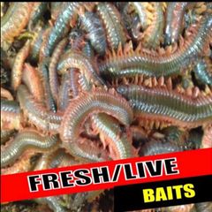 Live & frozen baits
